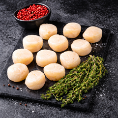 Russian Fresh Scallop