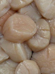 Wild Fresh Scallop XXXL