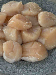 Wild Fresh Scallop XXXL