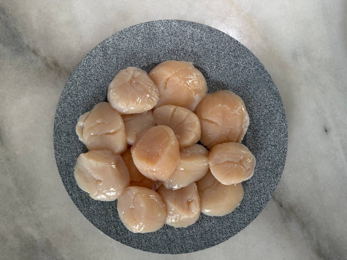 Wild Fresh Scallop XXXL