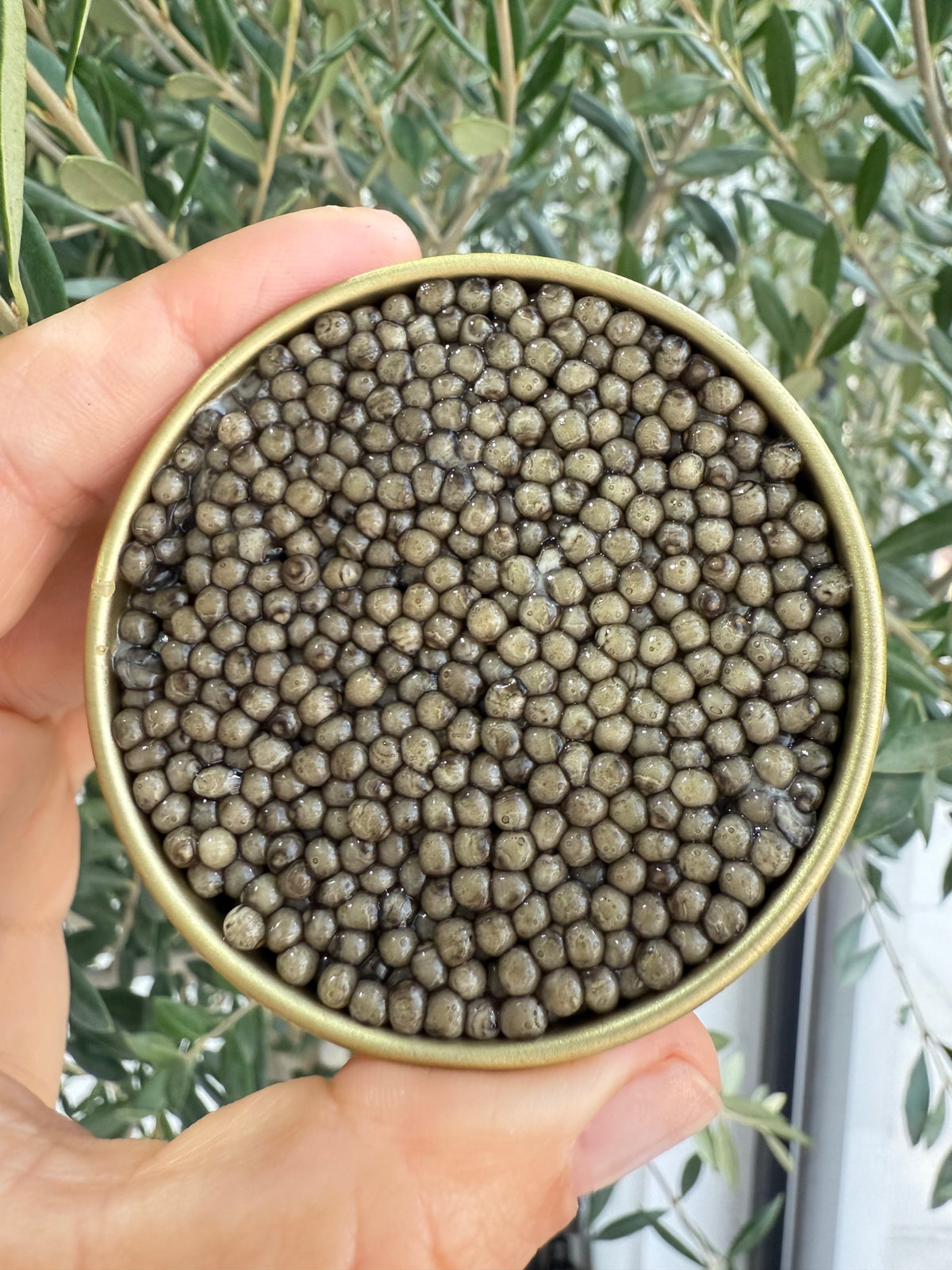 Классический Осетр Caspian Gold