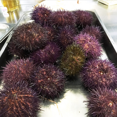 URCHIN