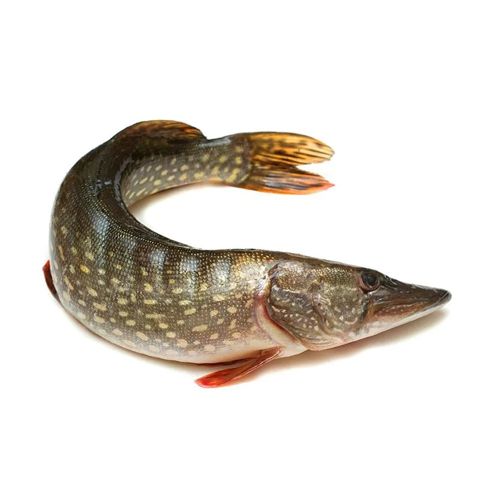 Pike Fresh Frozen, Uncleaned