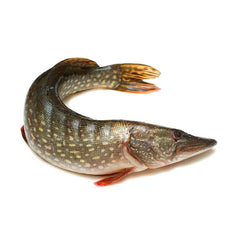 Pike Fresh Frozen, Uncleaned
